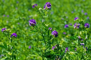 Lucerna siewna Gea - nasiona otoczkowane z Rhizobium - 0,5 kg