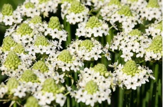 Śniedek Saundersa - Ornithogalum saundersiae - GIGA paczka! - 50 szt.