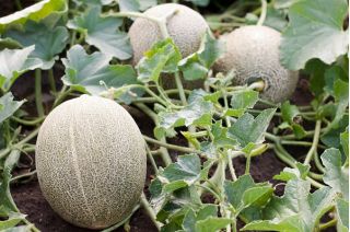 Melon Malaga F1