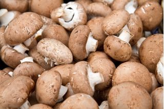 Pieczarka biała i brązowa do uprawy w domu i ogrodzie - 2 w 1 - 10 kg