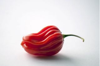 Papryka Habanero - piekielnie ostra