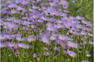 Aster alpejski - mieszanka