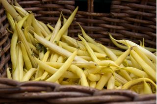 BIO Fasola szparagowa Fructidor - Certyfikowane nasiona ekologiczne