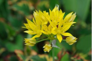 Czosnek złocisty - Allium moly - 20 szt.