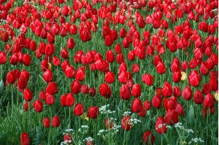 Tulipan czerwony - Red - 5 szt.