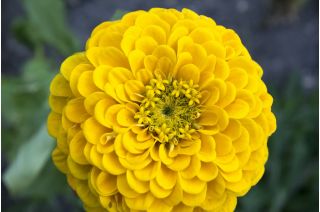 Cynia wytworna daliowa Canary Bird
