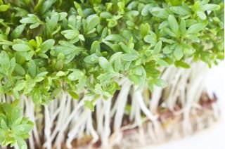 BIO Nasiona na kiełki - Rzeżucha - Certyfikowane nasiona ekologiczne