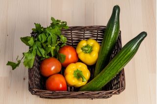 Ogórek Telegraph Improved - sałatkowy, bardzo długi, nawet ponad 40 cm