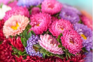 Aster - King Size - wysoki, nawet do 100 cm