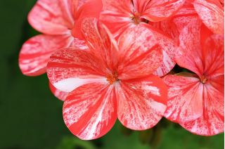 Pelargonia Raspberry Ripple - łososioworóżowa z czerwonymi plamkami, pstra