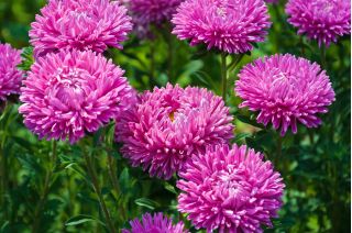 Aster - Contraster - różowobiały