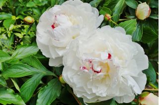 Piwonia, Paeonia - Festiva Maxima - sadzonka