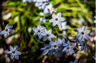 Ipheion - Ifejon - Uniflorum - 10 szt.
