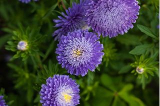 Aster pomponowy Bolero - jasnoniebieski