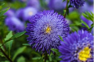 Aster pomponowy Bolero - jasnoniebieski