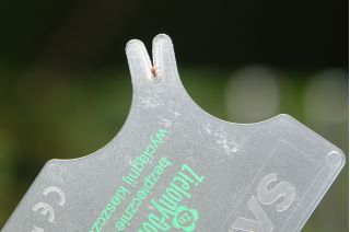 Zestaw grzybiarza 2 - niezbędnik dla wszystkich miłośników grzybów