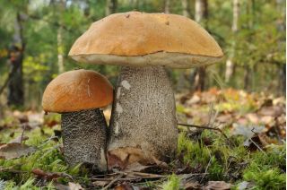 Zestaw grzybów pod drzewa liściaste + kania - 7 gatunków - grzybnia
