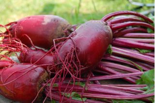 BIO Burak ćwikłowy podłużny - Certyfikowane nasiona ekologiczne