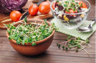 BIO Nasiona na kiełki - Rzodkiew Daikon - Certyfikowane nasiona ekologiczne