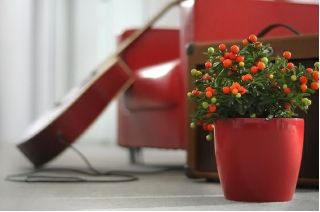 Doniczka Coubi Duo śr. 15 cm - Bordowa