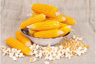 Kukurydza pękająca Dobosz - popcorn