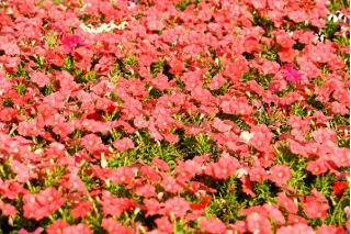 Petunia ogrodowa - Kaskada łososiowa