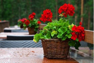 Pelargonia czerwona