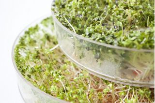 Hodowla kiełków - Naczynie do produkcji kiełków - Kiełkownica - 2 szalki