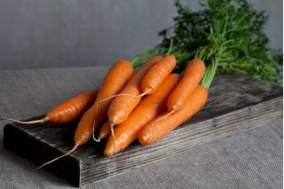 BIO Marchew - Nantes - Certyfikowane nasiona ekologiczne