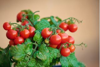 Pomidor Balkoni Red F1 - balkonowy