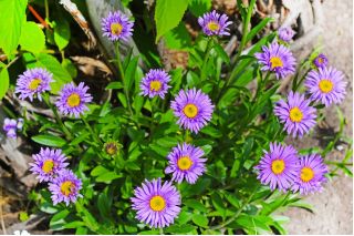 Aster alpejski - mieszanka