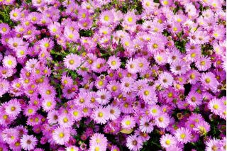 Aster alpejski - mieszanka