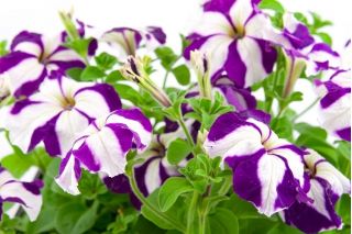 Petunia o kwiatach dwubarwnych - mieszanka Star F2