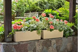 Kwietnik Begonia - 19 x 56 cm - rattan cappuccino