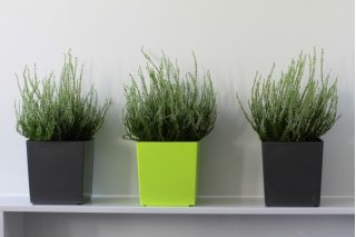 Doniczka kwadratowa Juka - 25 cm - antracyt