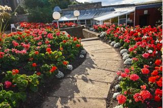 Pelargonia - mieszanka kolorów