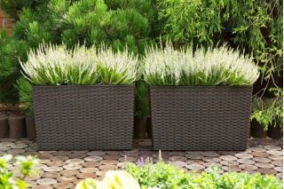 Kwietnik Werbena - 19 x 56 cm - rattan mokka