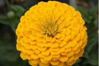 Cynia wytworna daliowa Canary Bird