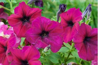 Petunia ogrodowa - Kaskada purpurowa