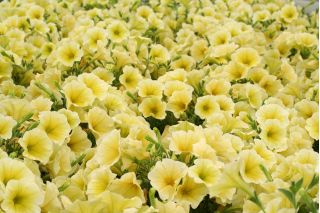 Petunia ogrodowa - Kaskada żółta
