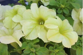 Petunia ogrodowa - Kaskada żółta