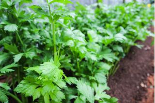 Seler listkowy Green cutting - na susz