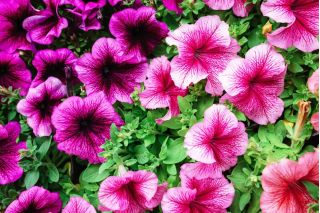 Petunia niska Żyłkowana - mieszanka