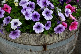 Petunia niska Żyłkowana - mieszanka