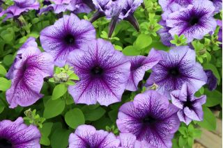 Petunia niska Żyłkowana - mieszanka