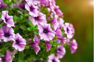 Petunia niska Żyłkowana - mieszanka