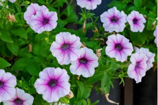 Petunia niska Żyłkowana - mieszanka