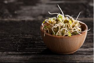 BIO Nasiona na kiełki - Soczewica - Certyfikowane nasiona ekologiczne