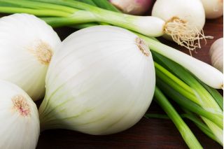 BIO Cebula zimująca biała Tonda Musona - Certyfikowane nasiona ekologiczne