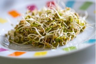 BIO Nasiona na kiełki - Soczewica - Certyfikowane nasiona ekologiczne